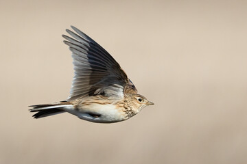 skylark