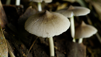 Termitomyces clypeatus in the forest
