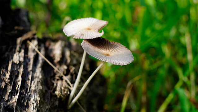 Parasola plicatilis or Pleated inkcap grows on dead logs