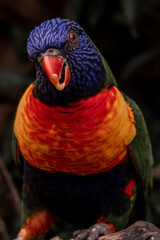 Loriquet à tête bleue