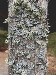 Flechten an einem Baumstamm 