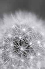 Dandelion close-up monochrome image