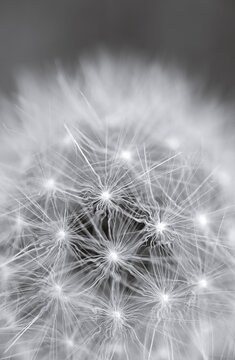 Dandelion close-up monochrome image
