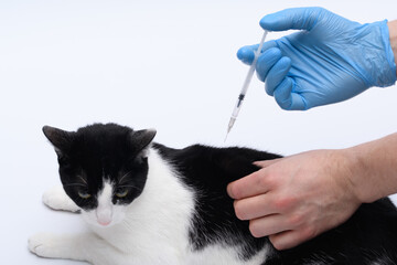 Kot domowy podczas szczepienia w lecznicy - obrazy, fototapety, plakaty