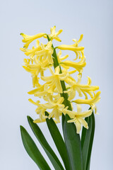 Żółty kwitnący hiacynt na białym tle 