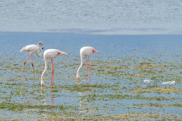 Fototapeta premium Flamingo on the island of Djerba - Tunisia