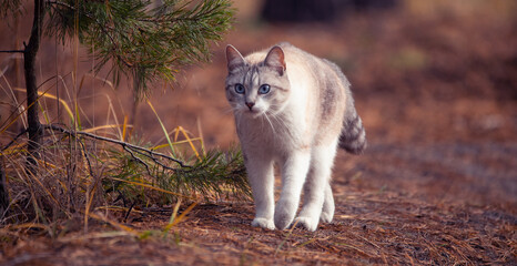 Lost domestic cat wandering in the woods