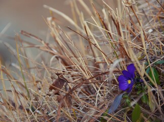 Closeup shot of a purple field pansy (Viola arvensis) growing in the grass