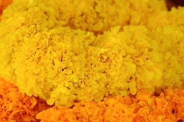 Isolated Yellow And Orange Flowers