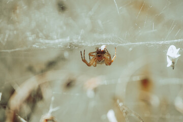 small spider eating