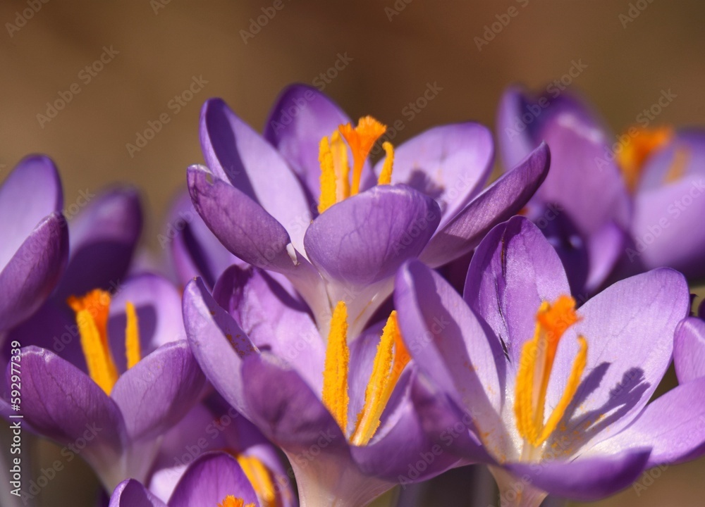 Sticker beautiful closeup of saffron flowers for background use