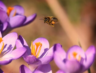 Beautiful closeup of a bee flying over the saffron flowers- perfect for background use