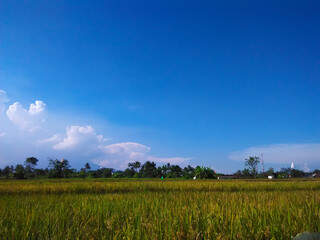 View of a rice field with a clear blue sky