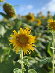 大きなひまわりとミツバチ