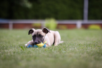 Whippet Puppy Lying Down on Grass with Dog Toy. Young Canine of English Breed in the Green Garden.