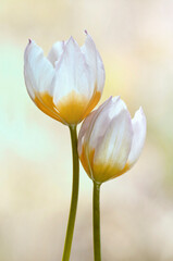 Wiosenne kwiaty -Tulipany botaniczne