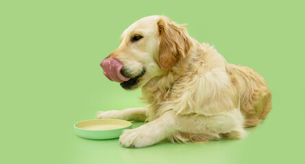 Profile golden retriever puppy dog eating and licking its lips with tongue. Isolated on green...