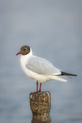 Black-headed gull (Chroicocephalus ridibundus) stands on the wood stick. Close-up portrait  black-headed gull with water background. Small gull with chocolate-brown head and pale grey body.