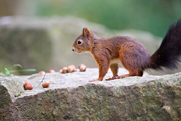Closeup shot of a Red squirrel on a rock in a forest with nuts next to it