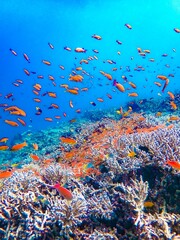 鮮やかな小魚の群れと珊瑚礁