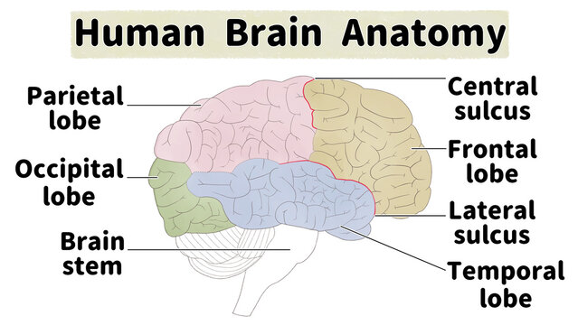 Human brain medical anatomy diagram PNG