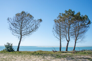 des pins sur le rivage