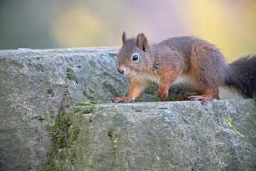 Naklejka na ściany i meble Brown squirrel perching on rock