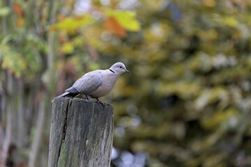 Wood pigeon  perching on wood
