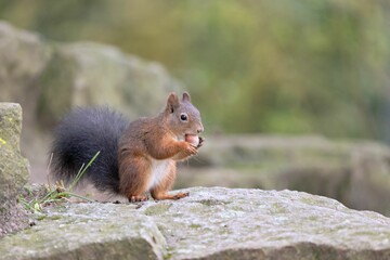 Brown squirrel perching on rock