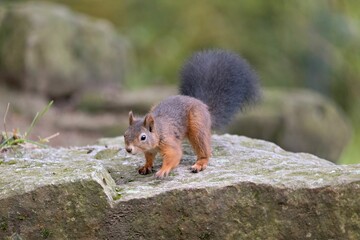 Brown squirrel perching on rock