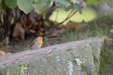 European robin perching on stone