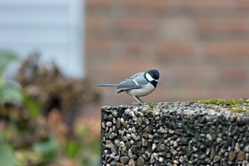 Great tit perching on rock