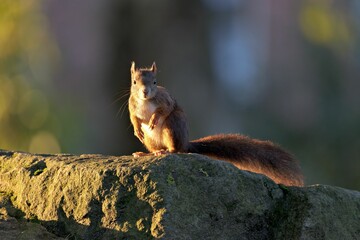 Closeup shot of a Red squirrel on a rock in a forest under the sunlight