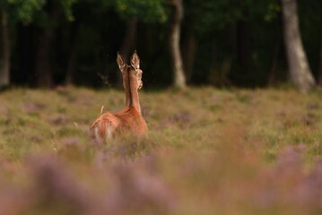 Closeup shot of a European fallow deer on a grass field in a forest