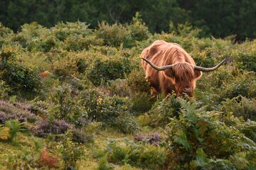 Closeup shot of a Highland cattle on a grass field in a forest