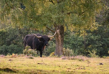 Obraz premium Closeup shot of a Highland cattle on a grass field in a forest