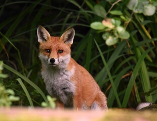 Closeup shot of an orange Sakhalin fox on the grass in a forest