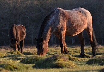 Closeup shot of two brown horses grazing on a grass field in a forest