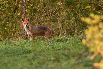 Naklejka na ściany i meble Closeup shot of an orange Sakhalin fox on the grass in a forest