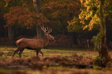 Closeup shot of a red deer on a grass field in a forest
