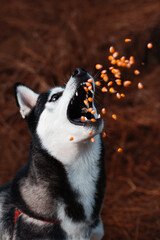 siberian husky dog portrait in a corn field