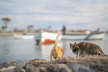 View of Djerba, a large island in southern Tunisia
