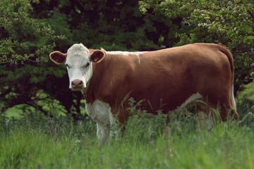 Cute large white and brown cow in a meadow looking at a camera
