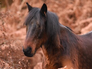 Selective focus of a brown horse