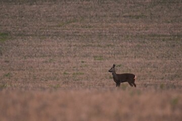 Naklejka na ściany i meble Young deer in a field