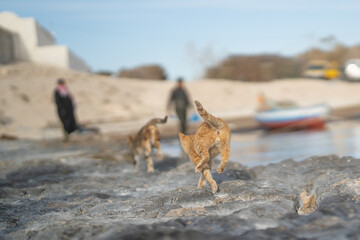 View of Djerba, a large island in southern Tunisia
