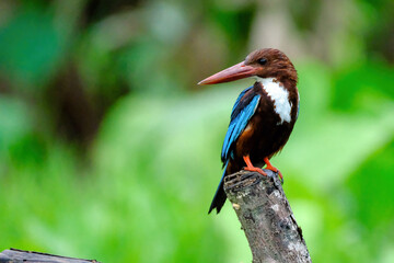 White-throated kingfisher
