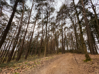 Dry Bavarian Forest trail during Winter time