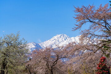 Naklejka premium 松ヶ峯の桜と残雪の妙高山 新潟県上越市の桜の名所