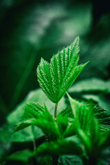 Close-up of the green sheet